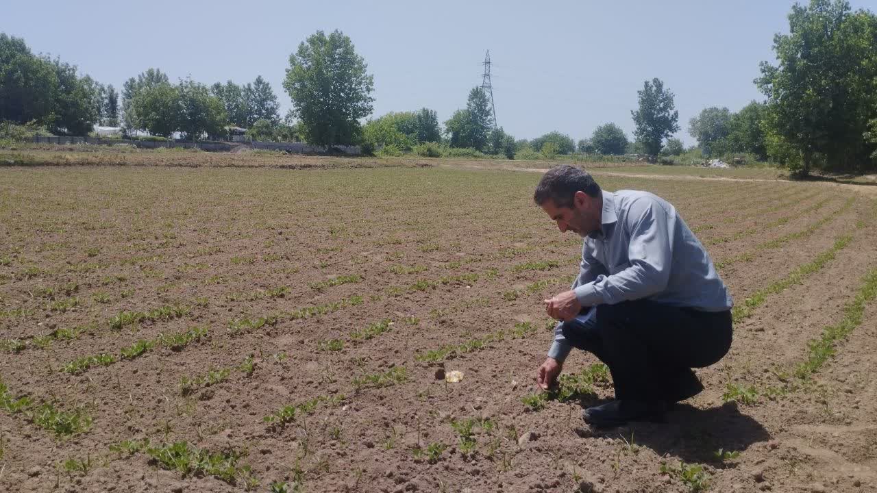 بازدید میدانی کارشناسان از مزارع بادام‌زمینی در کیاشهر شهرستان آستانه اشرفیه